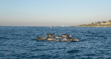 Dolphin Coast